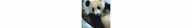 Pieni TensorFlow Panda