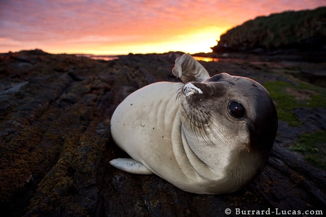 4 Will ja Burrard-Lucas Elephant Seal Pentu