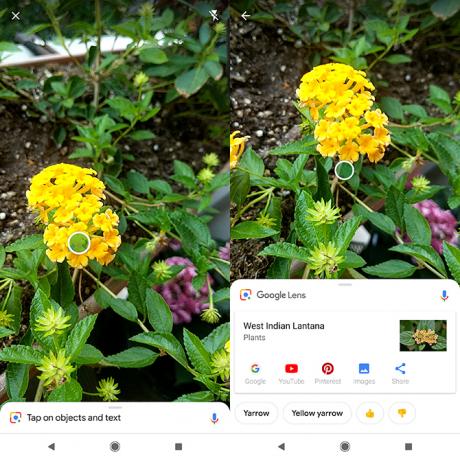 Kuinka tunnistaa kasvit ja kukat puhelimen kameran avulla Google Lens