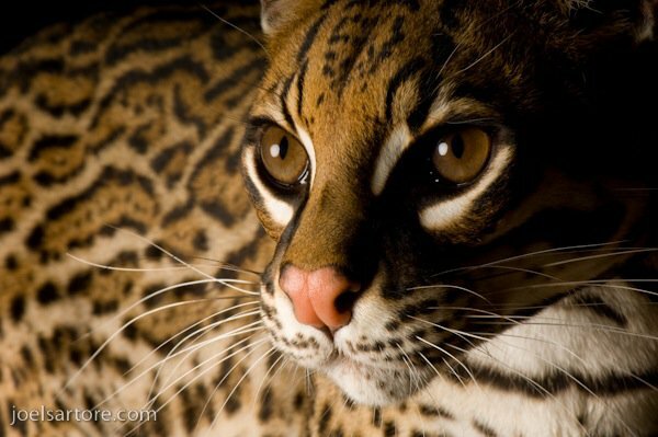 8 Joel Sartore - Ocelot