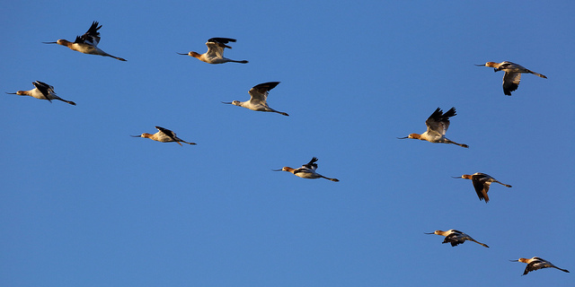 flockingbirds