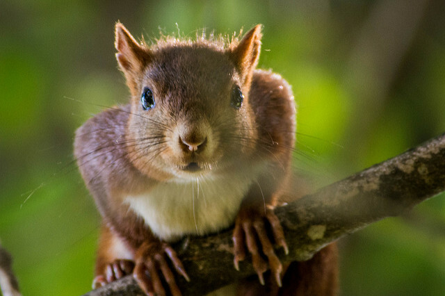 Villieläinten orava oksilla lähikuvassa