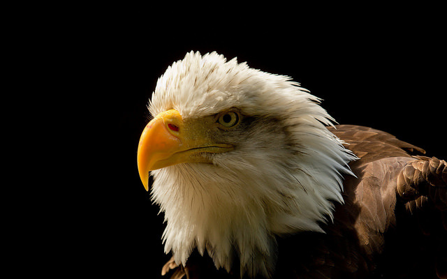 Grand Majestic Eagle lähikuva